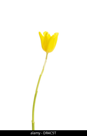 Eine getrennte Tulpe Blume. Isoliert auf weiss. Stockfoto