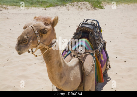 Kamel am Stockton Strand in Port Stephens, New South Wales, Australien Stockfoto