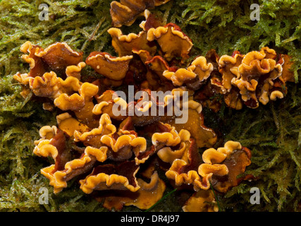 Gelb-braune Kruste Pilz (Stereum Hirsutum) und Moos auf einer toten Eiche. Stockfoto