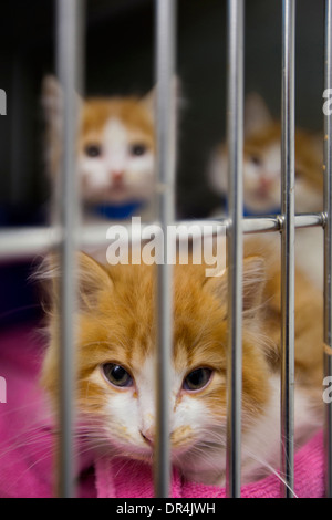 Katzen sitzen im Käfig im Tierheim Stockfoto