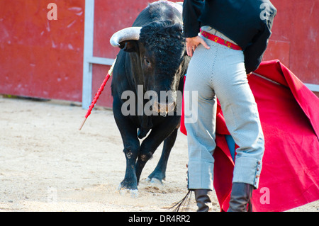 Fighting Bull Bild aus Spanien. Schwarzen Stier Stockfoto