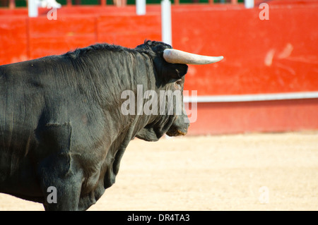 Fighting Bull Bild aus Spanien. Schwarzen Stier Stockfoto