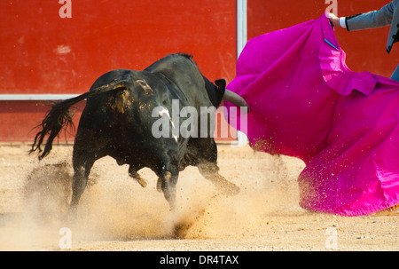 Fighting Bull Bild aus Spanien. Schwarzen Stier Stockfoto