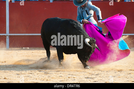 Fighting Bull Bild aus Spanien. Schwarzen Stier Stockfoto