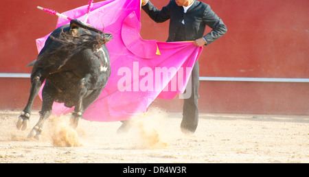 Fighting Bull Bild aus Spanien. Schwarzen Stier Stockfoto