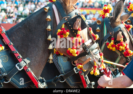 Fighting Bull Bild aus Spanien. Schwarzen Stier Stockfoto