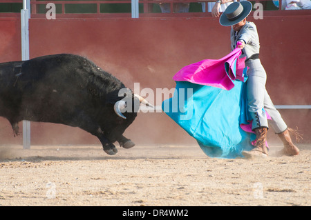 Fighting Bull Bild aus Spanien. Schwarzen Stier Stockfoto