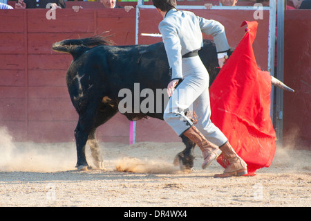 Fighting Bull Bild aus Spanien. Schwarzen Stier Stockfoto