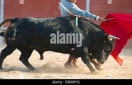 Fighting Bull Bild aus Spanien. Schwarzen Stier Stockfoto