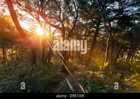 Morgensonne strahlt in den dunklen Wald in der Dämmerung Stockfoto