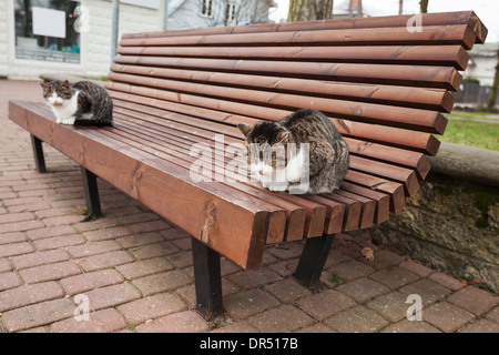 Zwei Straßenkatzen sitzen auf der Holzbank im park Stockfoto