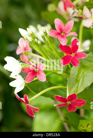 Nahaufnahme des chinesischen Honig Saugreflex oder Rangoon Creeper Blüten. Stockfoto