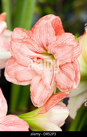 Nahaufnahme von Hippeastrum oder Amaryllis Blumen. Stockfoto