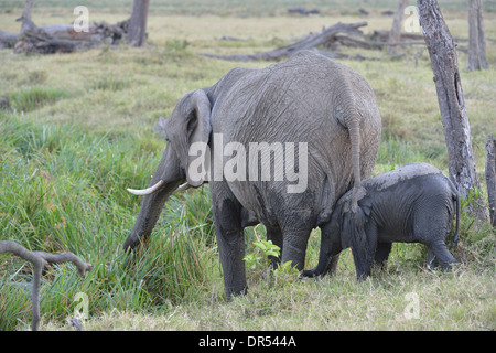 Afrikanischer Bush Elefant - Savanne Elefanten - Bush Elefant (Loxodonta Africana) Mutter und Kalb Fütterung in einem Sumpf Masai Mara Stockfoto