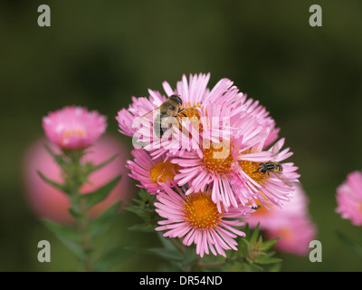 Astern mit Drohne fliegen / Aster, Eristalis Tenax / achtern Mit Mistbiene Stockfoto