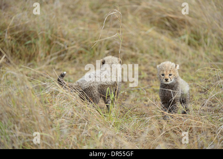 Gepard (Acinonyx Jubatus) zwei jungen stehen in den Rasen Masai Mara - Kenia - Ost-Afrika Stockfoto