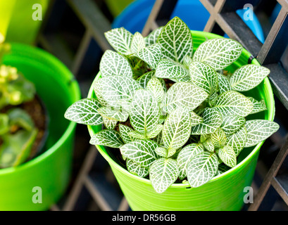 Nerve Pflanze oder Mosaik-Pflanze in hellen grünen Topf. (Wissenschaftlicher Name: Fittonia Verschaffeltii) Stockfoto