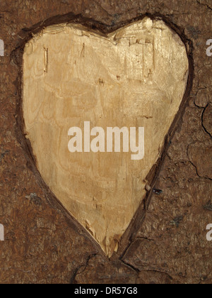Herz in einen Baum geschnitzt / Herz in Einen Baum Geschnitzt Stockfoto