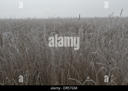 frostigen Wiese Stockfoto