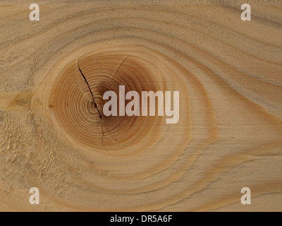 Fichte Slice mit Jahresringen und Trocknungsrisse / Fichtenscheibe Mit Jahresringen Und Trocknungsrissen Stockfoto