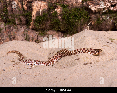 Western Hognose Schlange (Heterodon Nasicus) Stockfoto