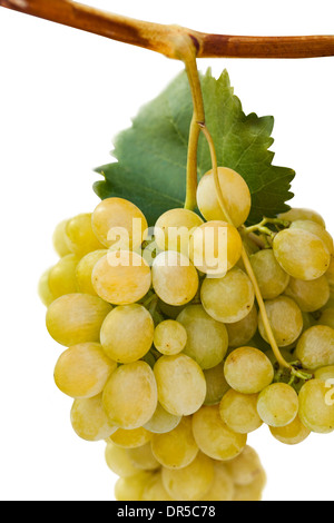 weiße Trauben isoliert auf weißem Hintergrund Stockfoto
