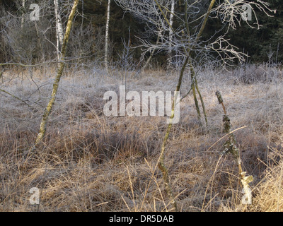 Gefrorenen Moor Moor Heidelbeere Kiefern- und Birkenwäldern Grasbäume in einem Moor Stockfoto