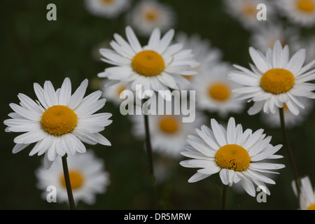 Ochsen-Auge Daisy (Leucanthemum Vulgare). Juni. Norfolk. East Anglia. England. VEREINIGTES KÖNIGREICH. Stockfoto