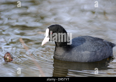 Eurasische Blässhuhn, Fulica Atra, horizontale Portrait eines Erwachsenen schwimmen in einem See. Stockfoto