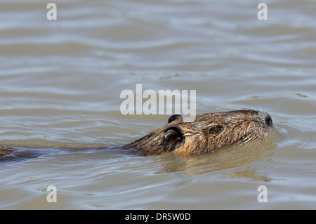 Nutrias, Biber brummeln, horizontale Bildniss eines Erwachsenen Swingens in einem See. Stockfoto