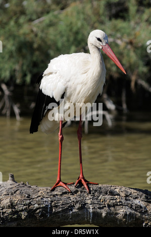 Weißstorch, Ciconia Ciconia, Erwachsenen thront auf einem Baum über dem Wasser. Stockfoto