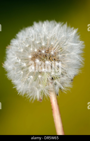 Vertikale Porträt von reifen Früchten des gemeinsamen Löwenzahn, Taraxacum Officinale. Stockfoto