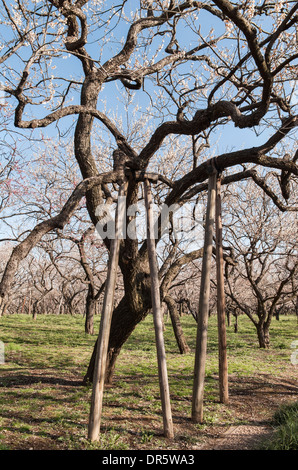 Hölzernen Requisiten unterstützen einen alten Pflaumenbaum (Prunus Mume) im Garten von Kairaku-En, Mito, Japan Stockfoto