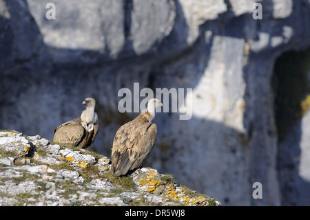 Horizontale Szene mit zwei Gänsegeiern Gyps fulvus thront am Rande einer Klippe. Stockfoto