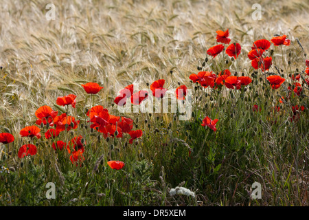 Feld Mohn (Papaver Rhoeas), am Rande eines landwirtschaftlichen Gerste Getreide blühen. Norfolk. East Anglia. VEREINIGTES KÖNIGREICH. Stockfoto