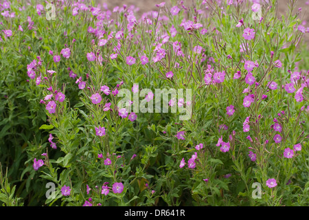 Großen Weidenröschen oder Codlins und Sahne (Epilobium Hirsutum). Juli. Norfolk Broads. England. Stockfoto