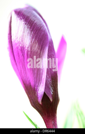 schöne lila Krokus Frühlingsblume Jane Ann Butler Fotografie JABP1100 Stockfoto