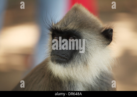 Gemeinsamen Languren, Makaken, Sri Lanka, Asien Stockfoto