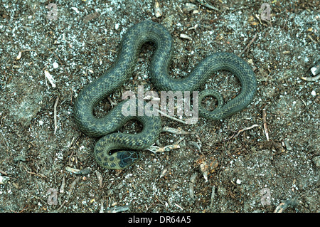 Schlingnatter fotografiert bei Arne RSPB Reserve (unter der Warden Handhabung und Fotografie-Lizenz). Dorset, UK Juli 2013 Stockfoto