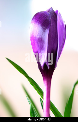 schöne lila Krokus Frühlingsblume Jane Ann Butler Fotografie JABP1101 Stockfoto