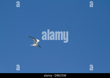 Brandseeschwalbe (Thalasseus Sandvicensis) im Flug Stockfoto