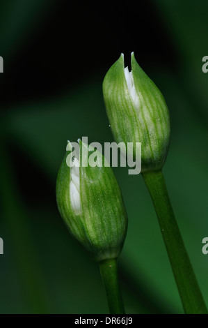 Zwei Knospen der Bärlauch, auch bekannt als wilder Knoblauch UK Stockfoto