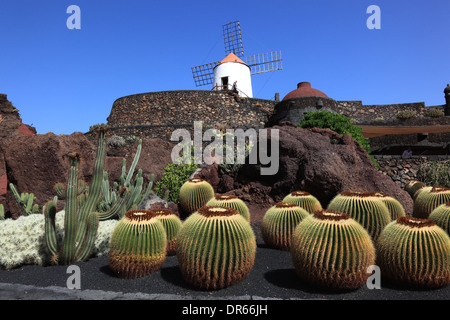 Echinocactus Grusonii, Gofio-Mühle, Kaktus Garten Jardín de Cactus in Guatiza, Lanzarote, Kanarische Inseln, Kanaren, Spanien Stockfoto