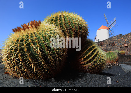 Echinocactus Grusonii, Gofio-Mühle, Kaktus Garten Jardín de Cactus in Guatiza, Lanzarote, Kanarische Inseln, Kanaren, Spanien Stockfoto