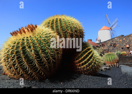 Echinocactus Grusonii, Gofio-Mühle, Kaktus Garten Jardín de Cactus in Guatiza, Lanzarote, Kanarische Inseln, Kanaren, Spanien Stockfoto