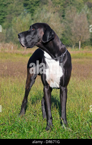 Deutsche Dogge / Deutsche Dogge / Deutsche Dogge, eines der weltweit größten Hund Rassen Stockfoto