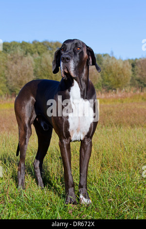Deutsche Dogge / Deutsche Dogge / Deutsche Dogge, eines der weltweit größten Hund Rassen Stockfoto