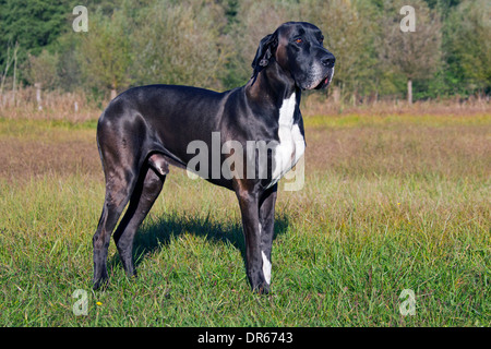 Deutsche Dogge / Deutsche Dogge / Deutsche Dogge, eines der weltweit größten Hund Rassen Stockfoto