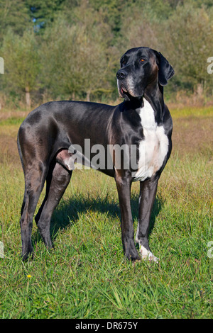 Deutsche Dogge / Deutsche Dogge / Deutsche Dogge, eines der weltweit größten Hund Rassen Stockfoto