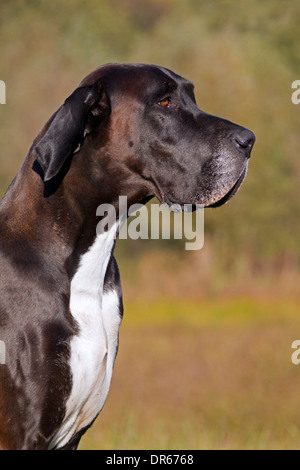 Nahaufnahme von Dogge / Deutsche Dogge / Deutsche Dogge, eines der weltweit größten Hund Rassen Stockfoto